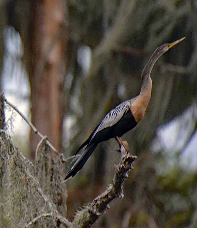 anhinga in tree